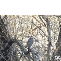 گونه قرقی Eurasian Sparrowhawk